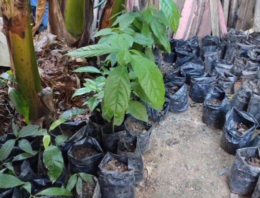 Árboles frutales