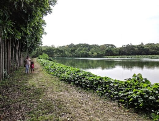 Bosque De La Mujer
