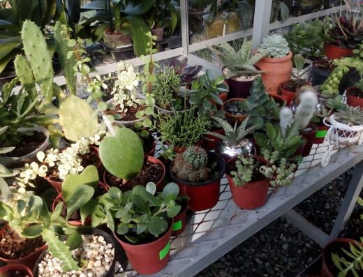 Camelias Garden Shop