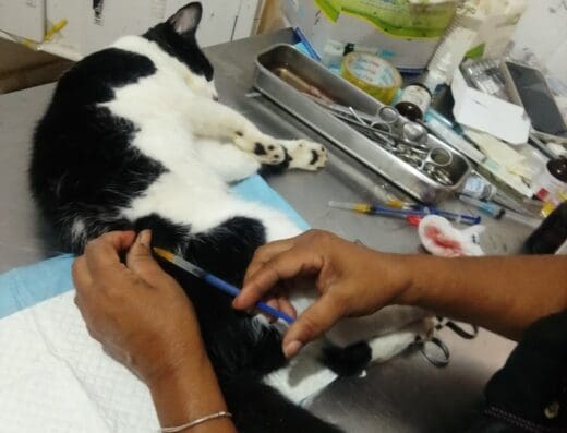 Clínica Veterinaria Firulais, La Herradura