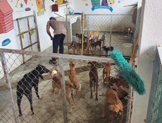 Diakimyi Sociedad Protectora de Animales