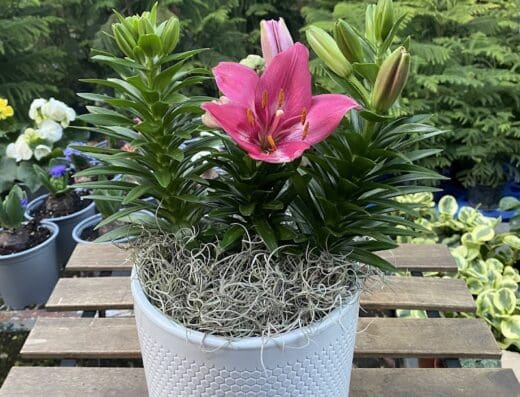 Jardinería Crisjordan