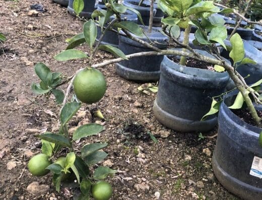 Jardineria Dariel