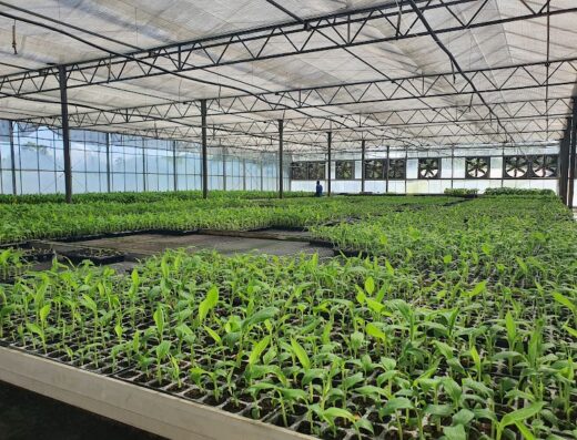 Laboratorio de Propagación de Plantas In Vitro del Ministerio de Agricultura Biovega