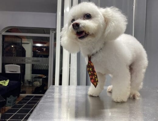 Mojica Vet Service