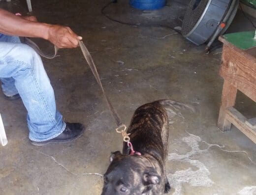 PET SHOP VETERINARIA, DR.AMBIORIX MARTE