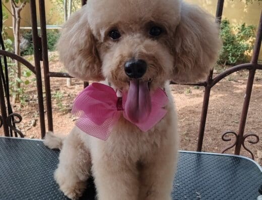 Petsalon Chiguabira