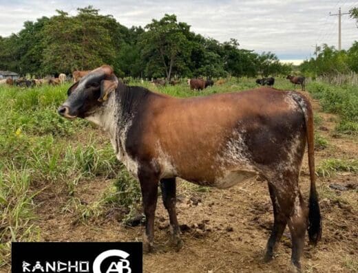Rancho ABC