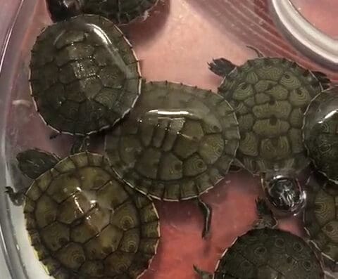Veterinaria Veron