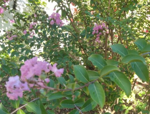 Vivero Chany’s garden