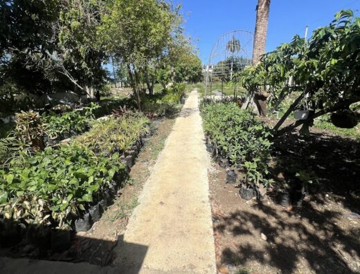 Vivero Doña Anita