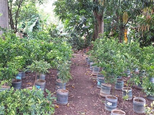 Vivero Edward