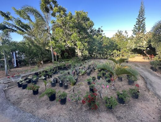 Vivero El patio