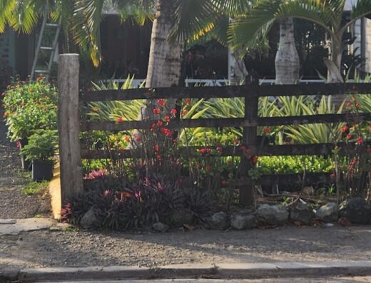 Vivero Garcia