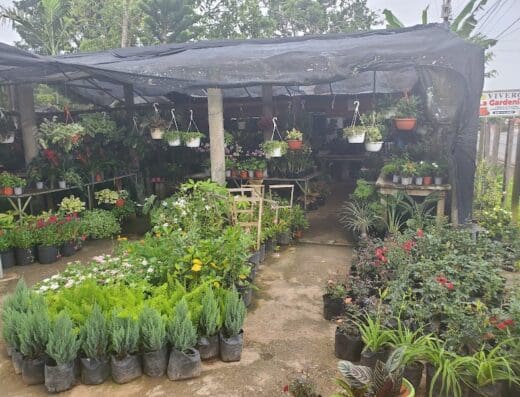 Vivero La Gardenia