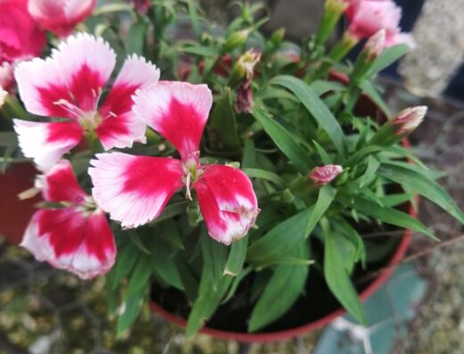 Vivero Nagua