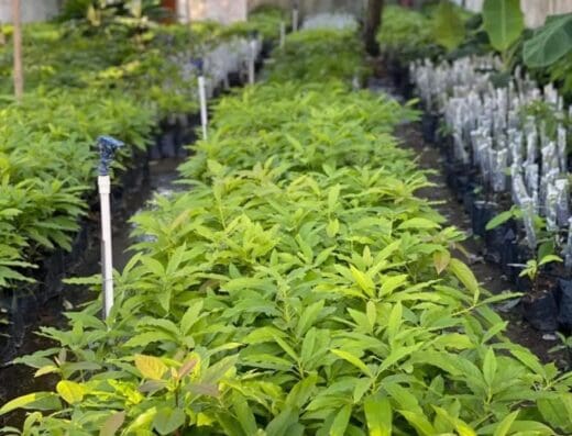 Vivero Nestor del Sur