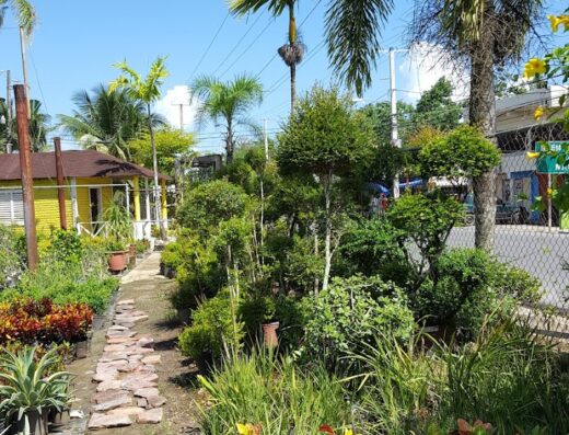 Vivero Plantysol