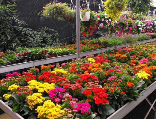 Vivero el chino