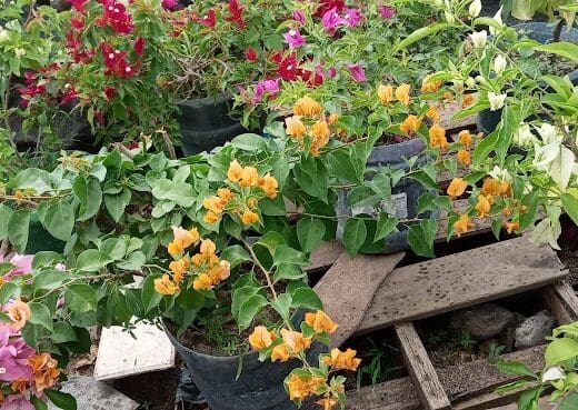 Vivero el colibrí