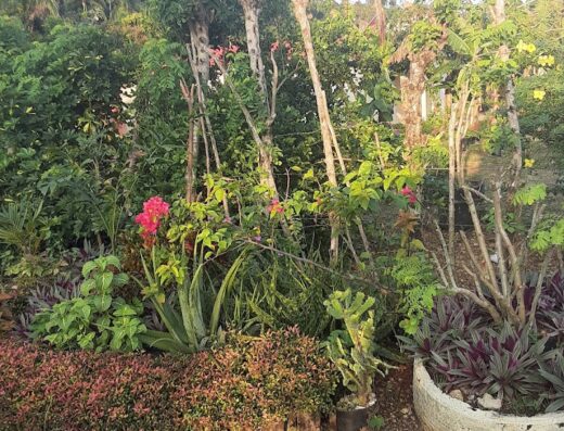 Vivero la Cordillera