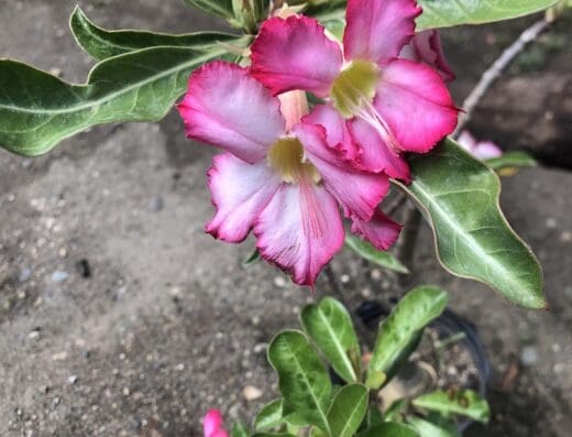 Vivero rincon verde