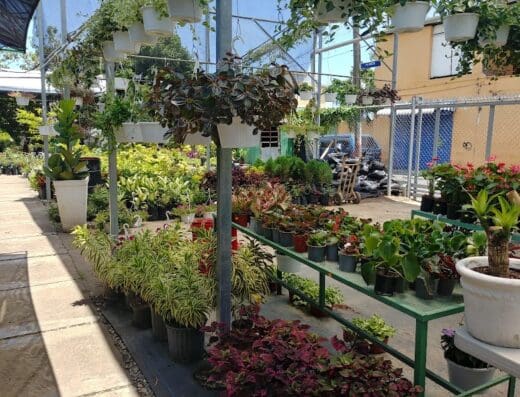 Vivero y Jardinería Fortunato l