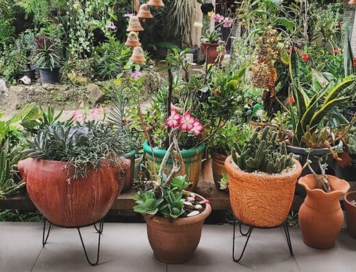 Vivero zoila lazala