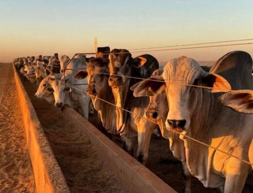 AJ AGROVET
