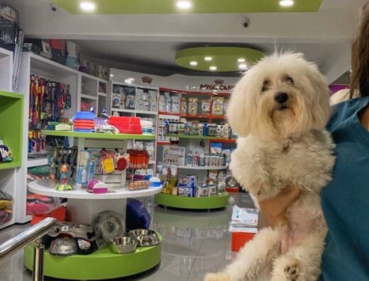 ASM – Veterinaria