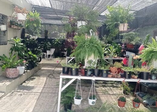 FLORES Y PLANTAS _OCOA