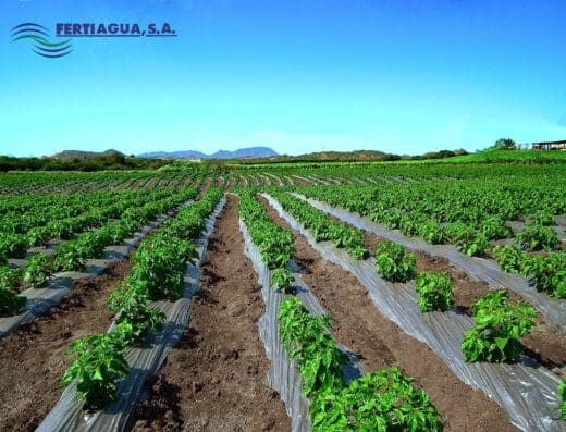Fertiagua S.A.