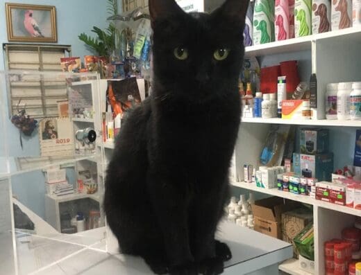 Manati Veterinaria