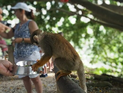 Monkeyland