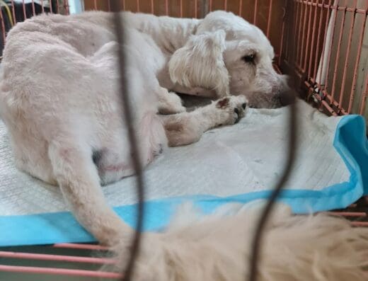 Mundo Animal «Clinica Veterinaria»