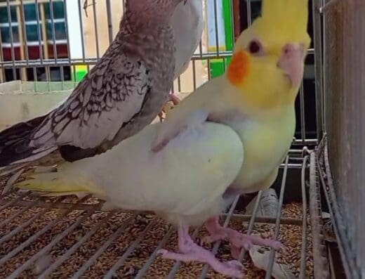 Petlove.rd