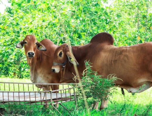 RAFA – RANCH SRL