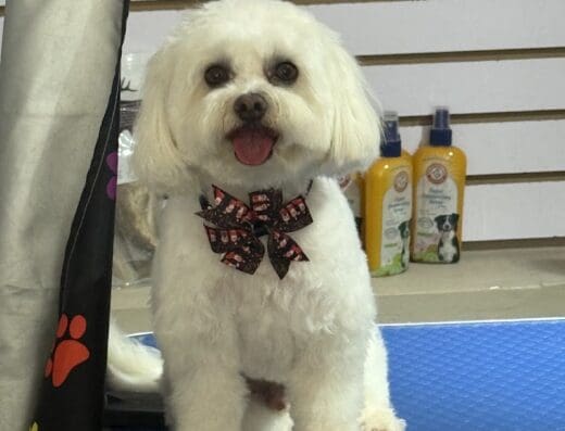 Salubre Pet Boutique