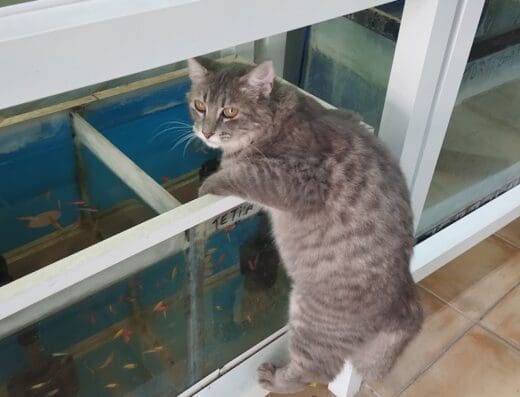 Seapet