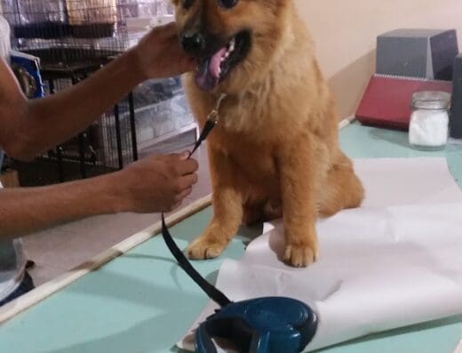 Veterinaria Leclerc