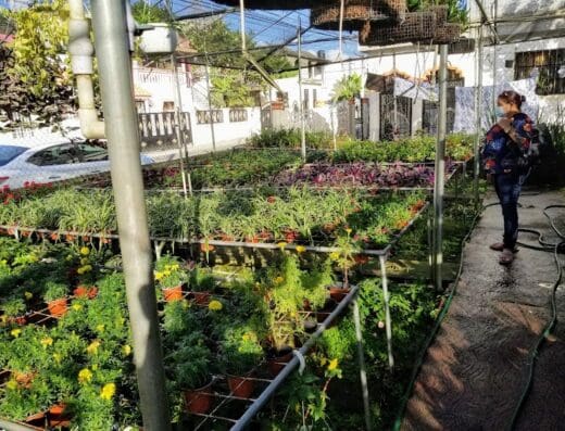 Vivero Getsemani
