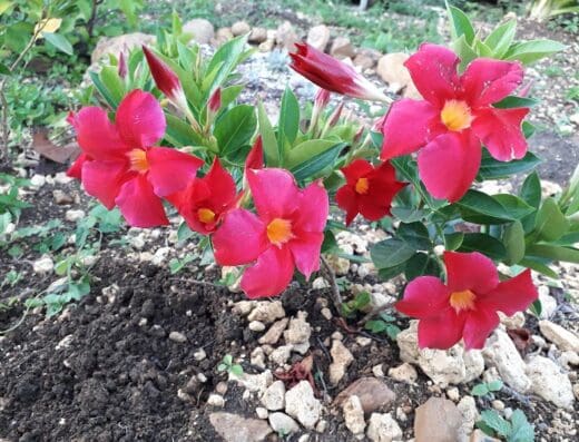 Vivero Jasmeylin