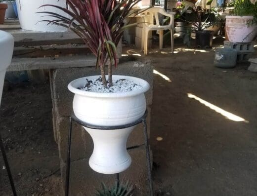 Vivero La Esencia