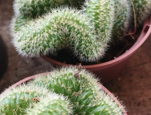 Vivero Plantitas del Norte