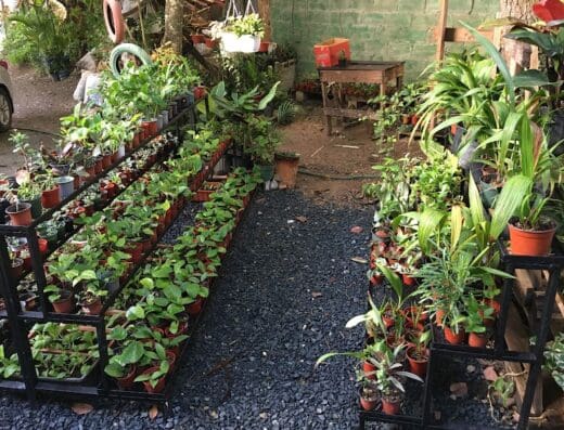 Vivero la nenita